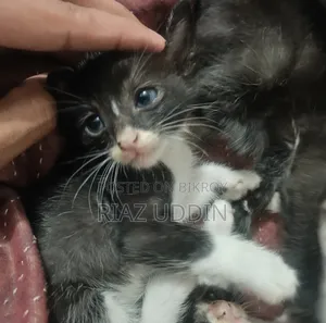 0-1 Month Female Purebred Bengal