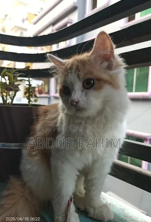 1-3 Months Female Mixed Breed Persian