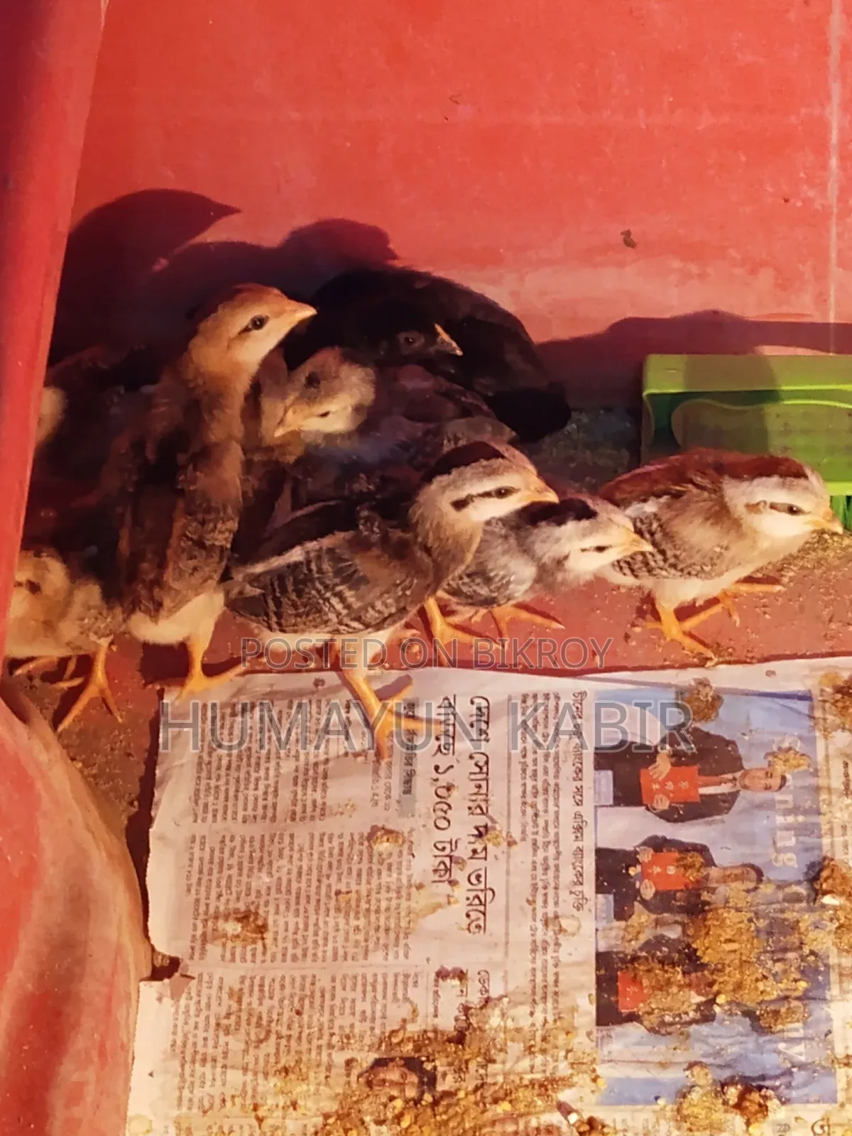 অরিজিনাল দেশি মুরগীর বাচ্চা বিক্রি
