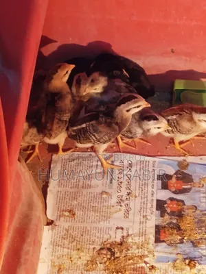 অরিজিনাল দেশি মুরগীর বাচ্চা বিক্রি