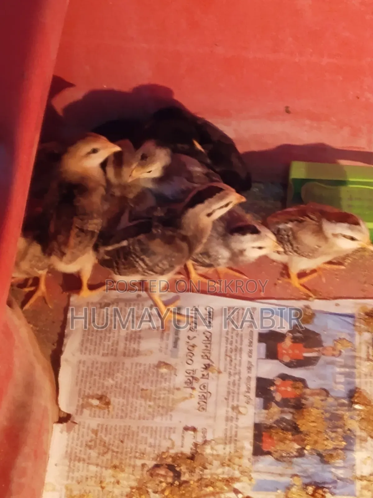 অরিজিনাল দেশি মুরগীর বাচ্চা বিক্রি