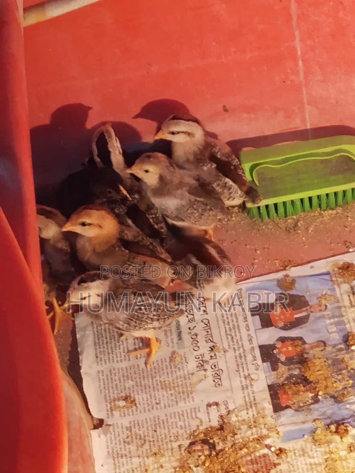 অরিজিনাল দেশি মুরগীর বাচ্চা বিক্রি