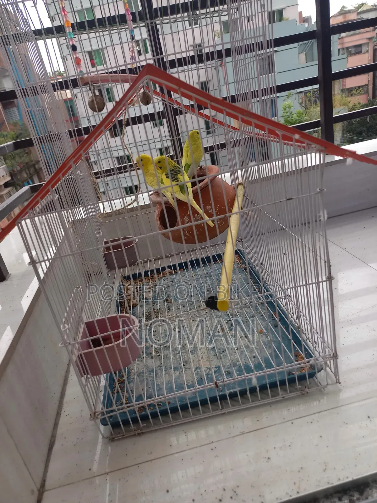 বাজরিগার পাখি সেল