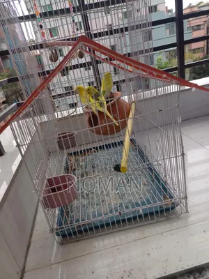বাজরিগার পাখি সেল