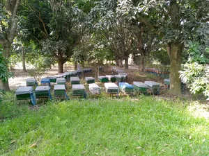 ১০ কাঁঠা আম বাগানসহ জমি বিক্রয় – ১০ ফিট রাস্তা সংলগ্ন