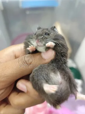 Campbell Dwarf Hamster 5 Weeks Old