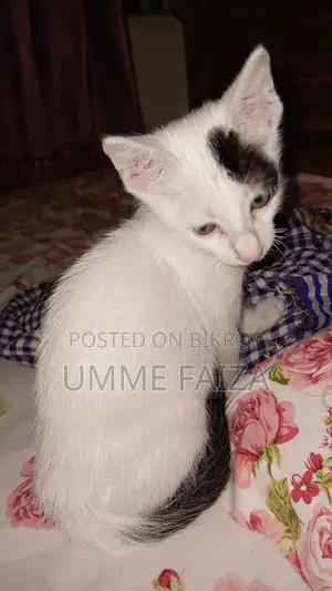 1-3 Months Male Mixed Breed Bengal