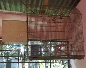 বড় সাইজের খাচা
