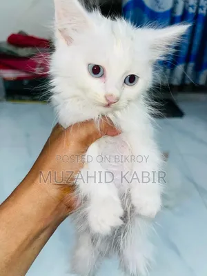 1-3 Months Male Purebred Persian