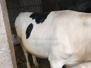 ফ্রিজিয়ান ক্রাস তাগড়া ষাঁর বিক্রয়