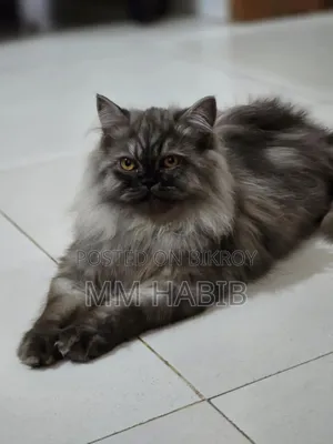 6-12 Months Female Purebred Persian