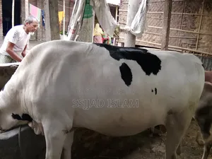 ফ্রিজিয়ান ক্রাস তাগড়া ষাঁর বিক্রয়