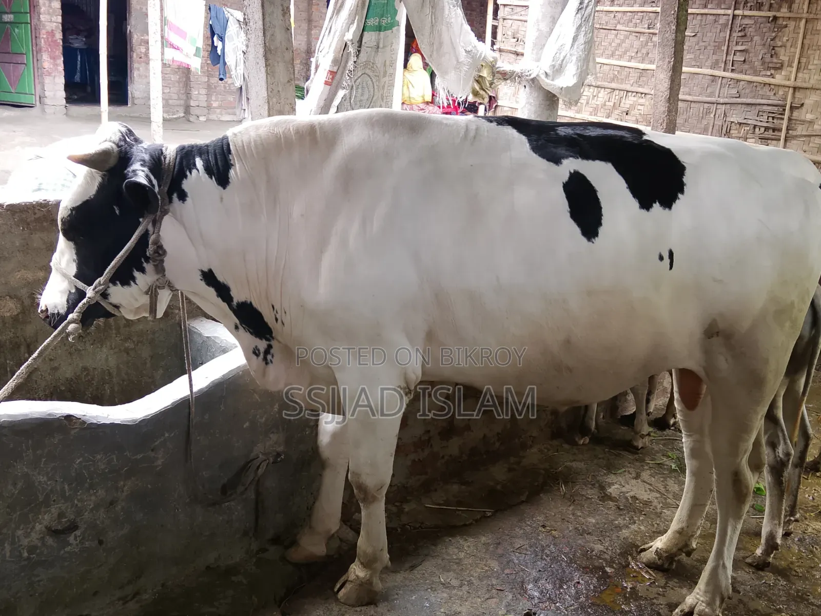 ফ্রিজিয়ান ক্রাস তাগড়া ষাঁর বিক্রয়
