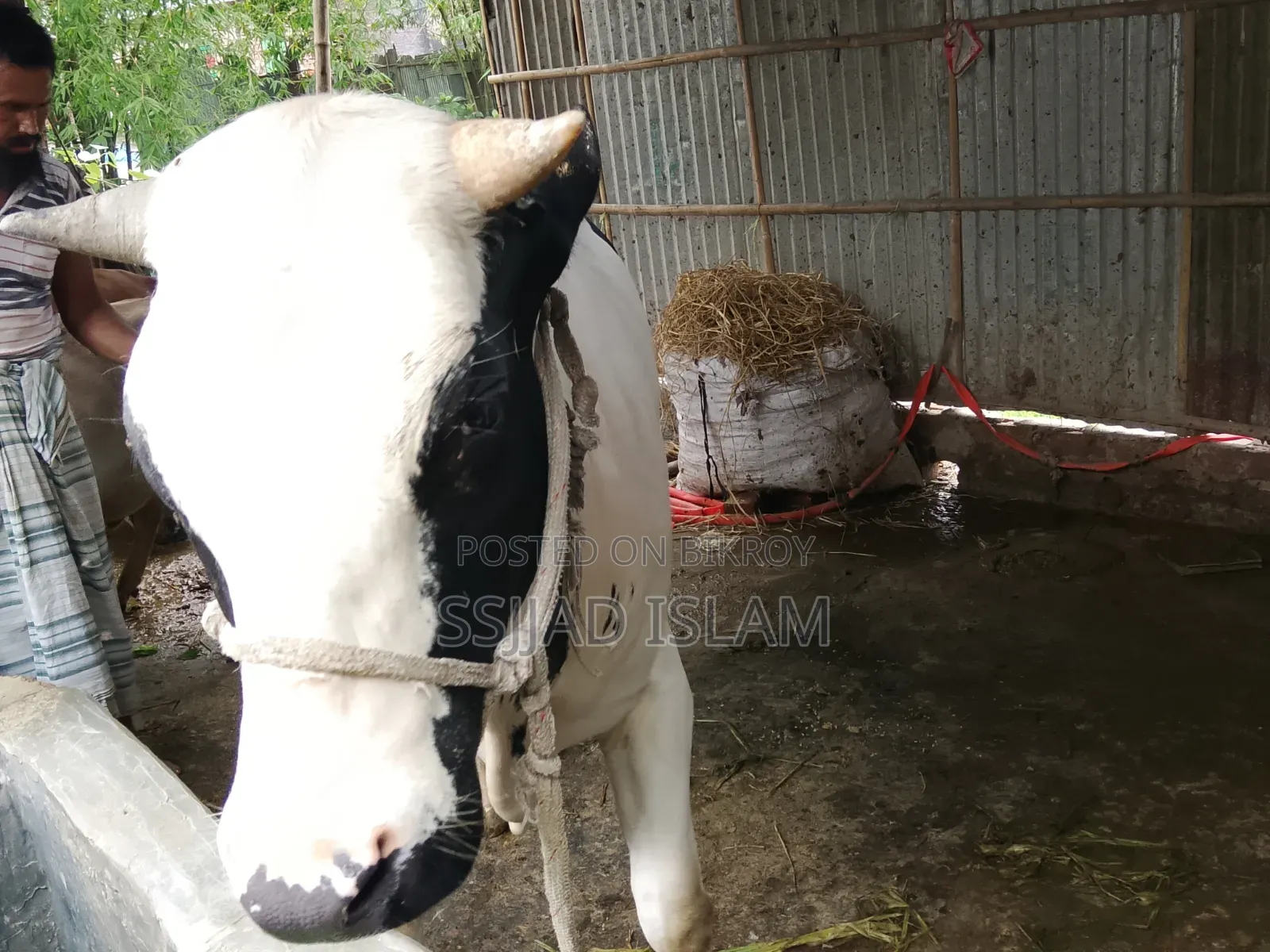 ফ্রিজিয়ান ক্রাস তাগড়া ষাঁর বিক্রয়