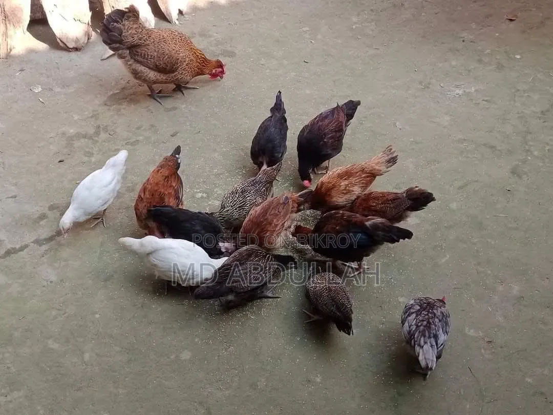 Deshi Chicken