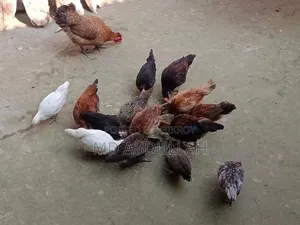 Deshi Chicken