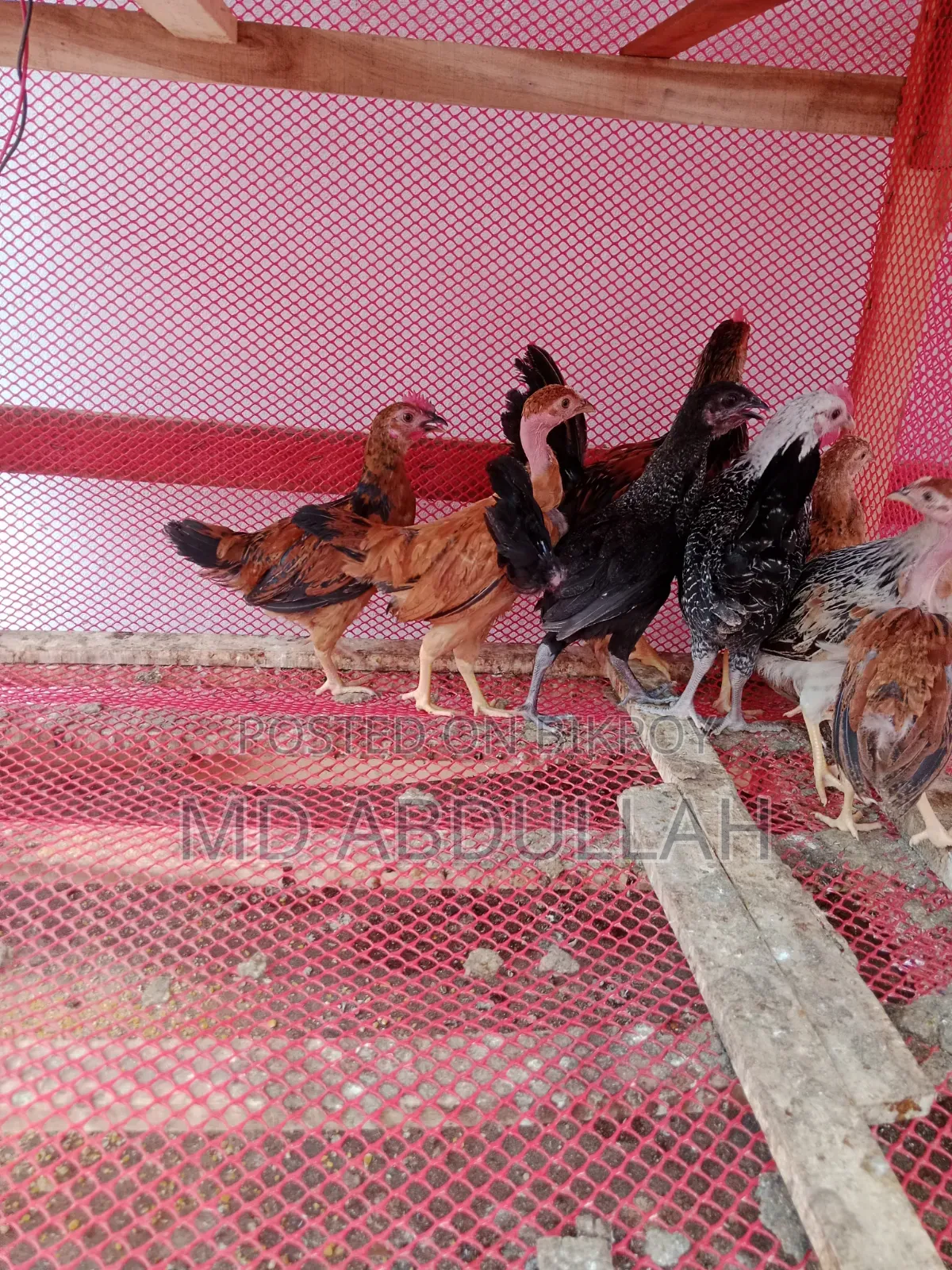 Deshi Chicken