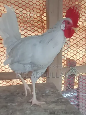 Deshi Chicken