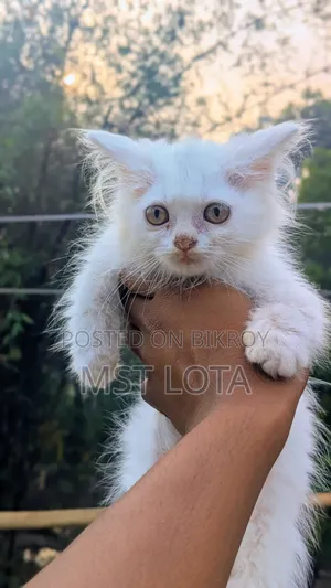 1-3 Months Male Purebred Persian Cat