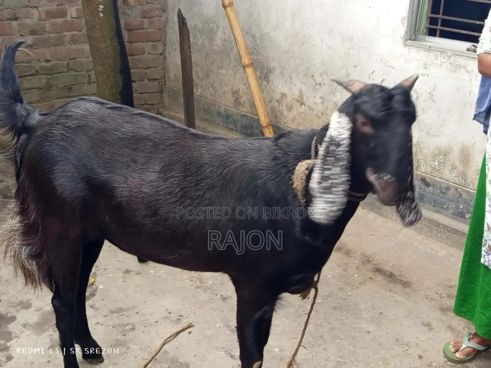 কোরবানির বড় খাসি ছাগল 65kg