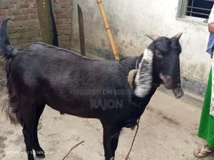 কোরবানির বড় খাসি ছাগল 65kg