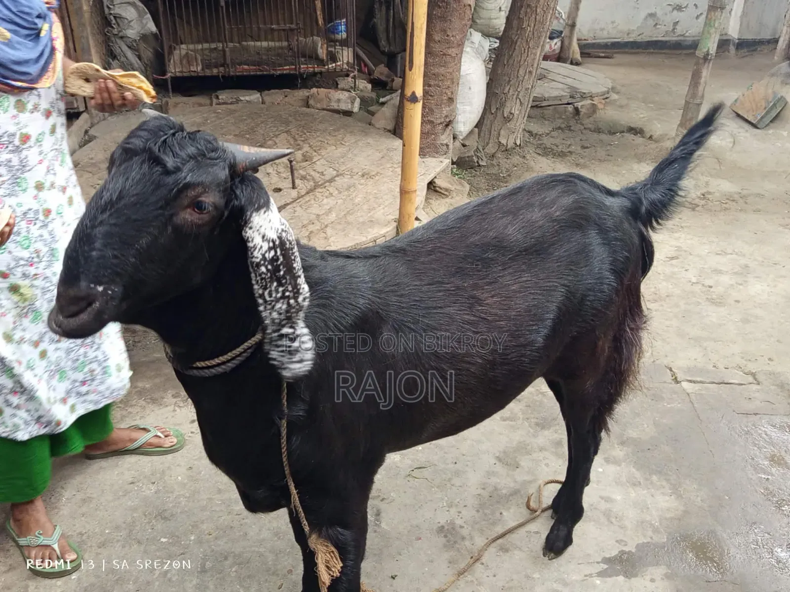 কোরবানির বড় খাসি ছাগল 65kg