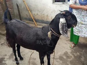 কোরবানির বড় খাসি ছাগল 65kg