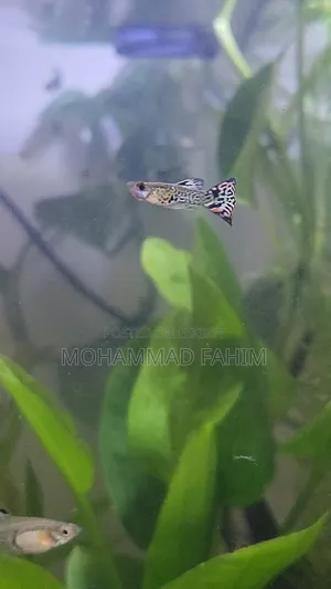 Cobra Guppy