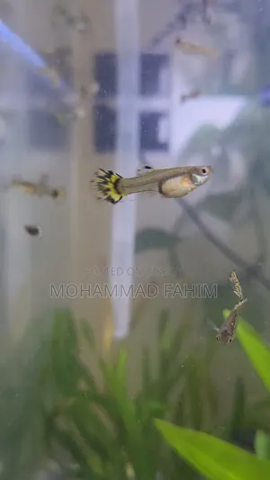 কোবরা গাপ্পি