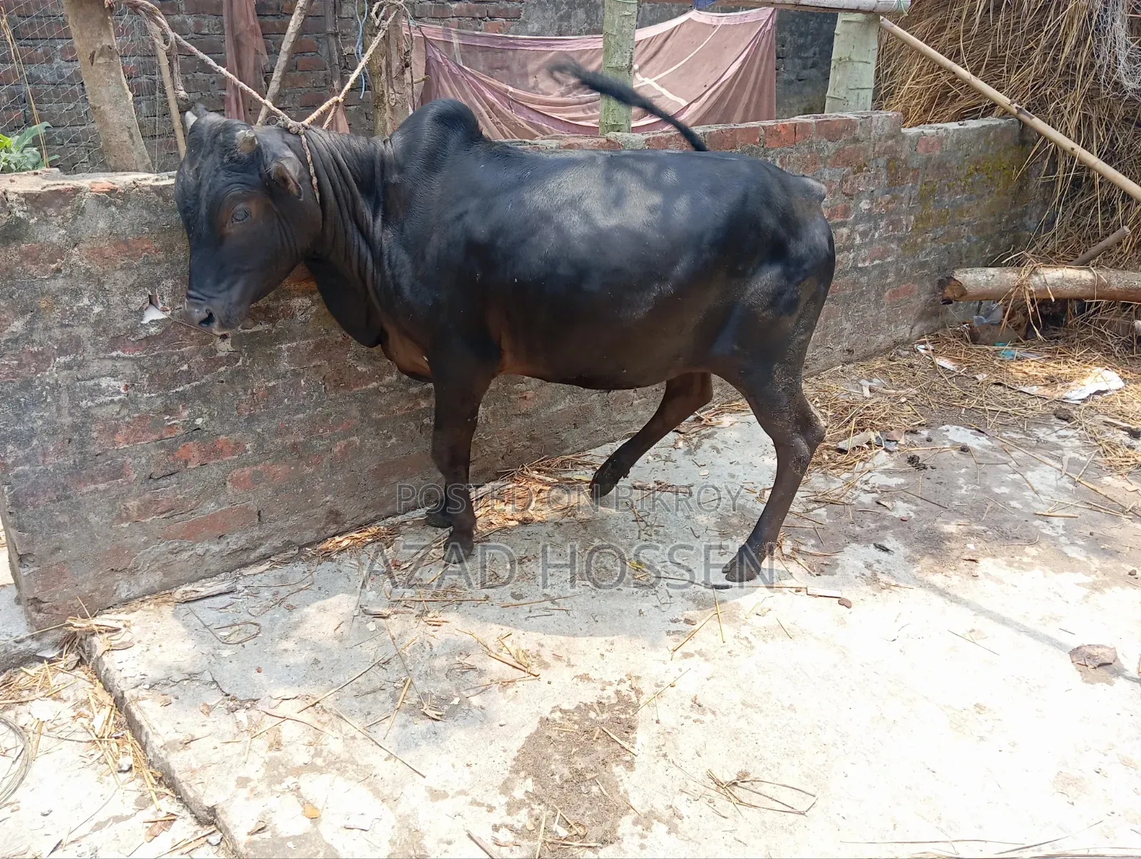 ষাঁড় গরুগুলো বিক্রি করা হবে