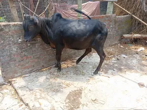ষাঁড় গরুগুলো বিক্রি করা হবে