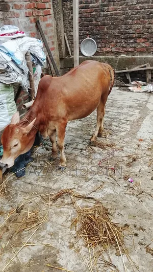 ষাঁড় গরুগুলো বিক্রি করা হবে