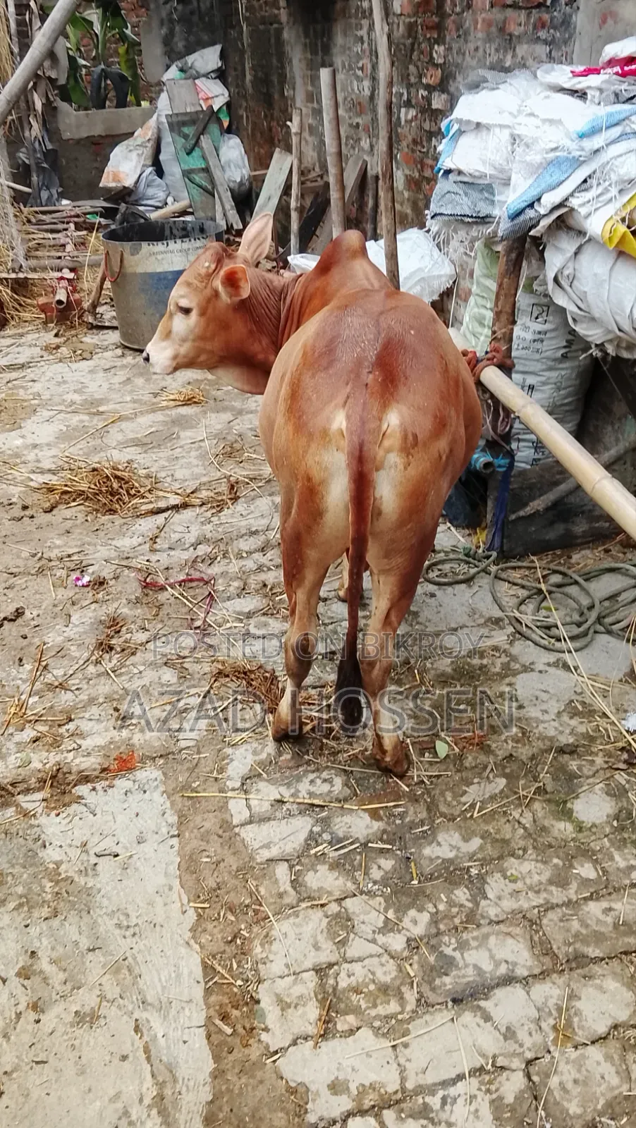 ষাঁড় গরুগুলো বিক্রি করা হবে