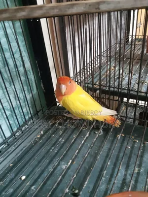 Love Bird Read