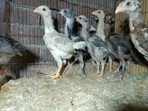 Asil Murgi