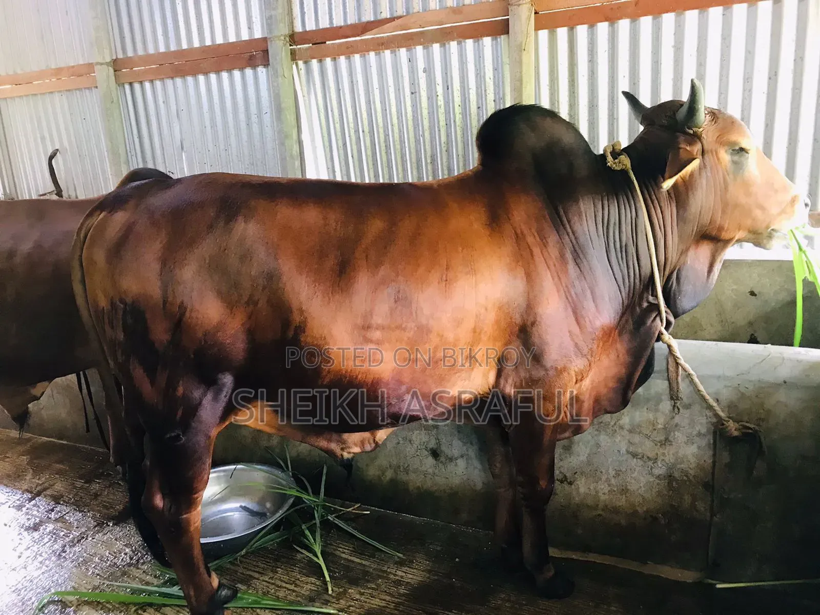 ভালো জাতের দেশি গরু