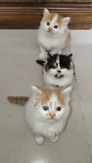 1-3 Months Female Purebred Persian