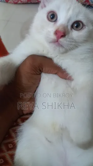 1-3 Months Female Mixed Breed Cat