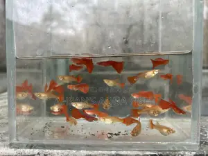 Red Moscow Guppy