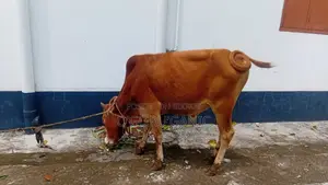 বিক্রির জন্য গরু