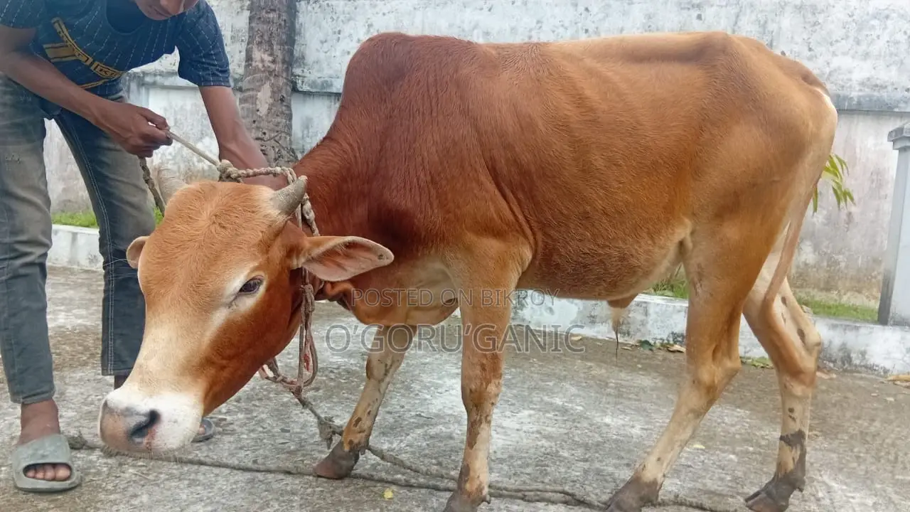 বিক্রির জন্য গরু