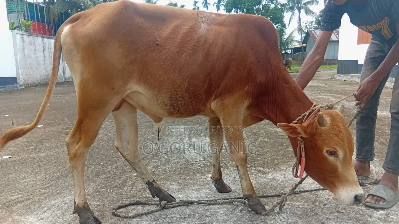বিক্রির জন্য গরু