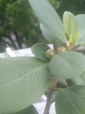 Various Types of Plants