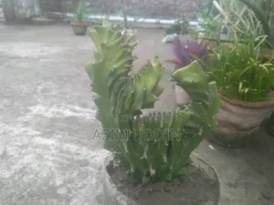 A Cactus Plant