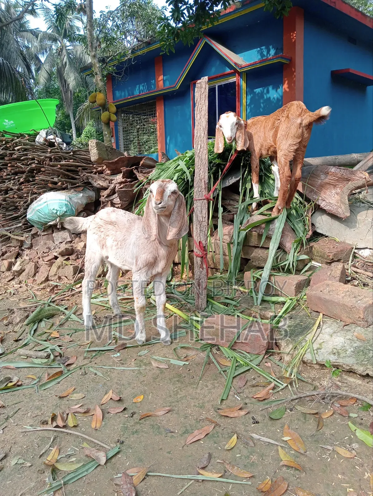 ছাগল এবং ছাগলের বাচ্ছা বিক্রি হব
