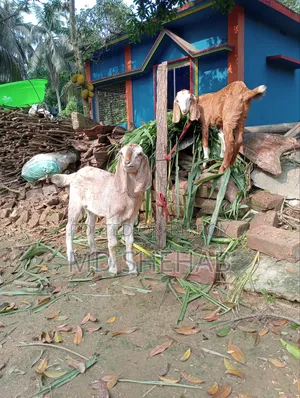 ছাগল এবং ছাগলের বাচ্ছা বিক্রি হব