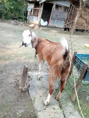 ছাগল এবং ছাগলের বাচ্ছা বিক্রি হব