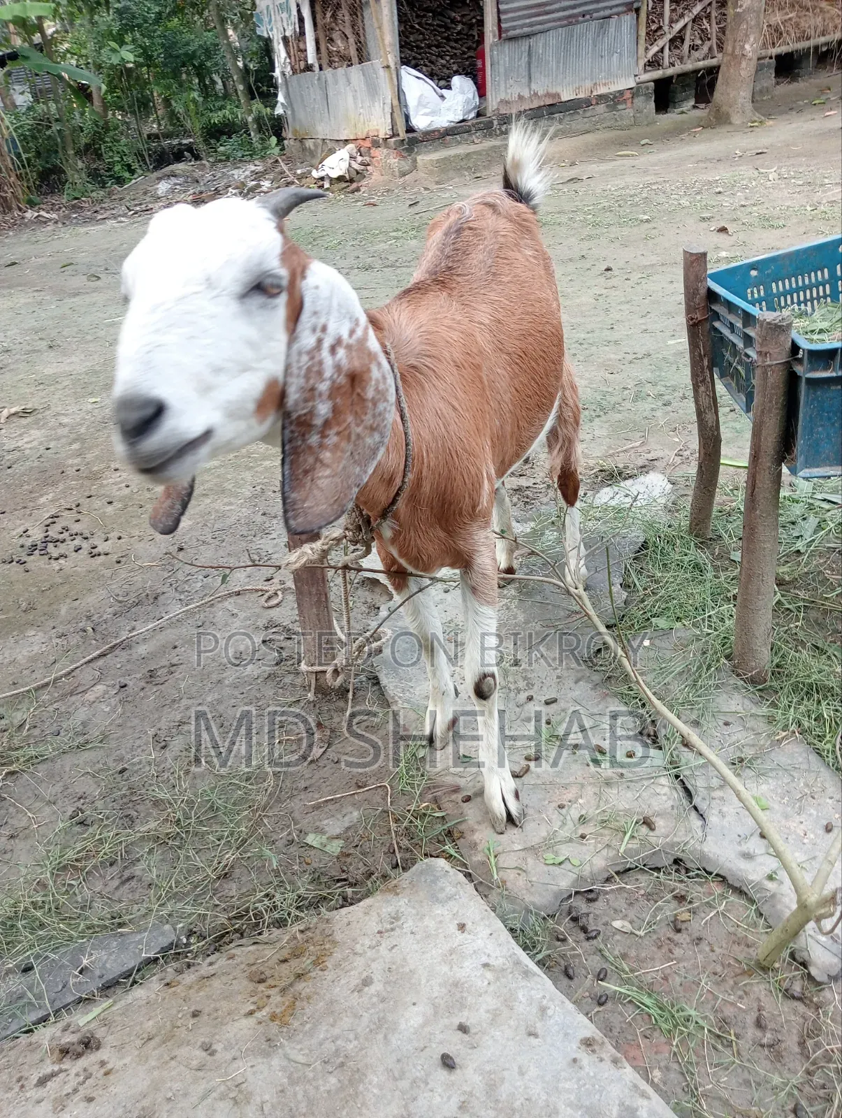 ছাগল এবং ছাগলের বাচ্ছা বিক্রি হব
