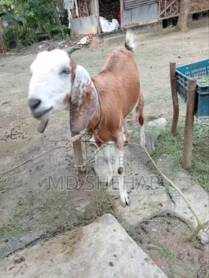 ছাগল এবং ছাগলের বাচ্ছা বিক্রি হব