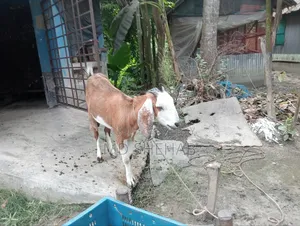 ছাগল এবং ছাগলের বাচ্ছা বিক্রি হব